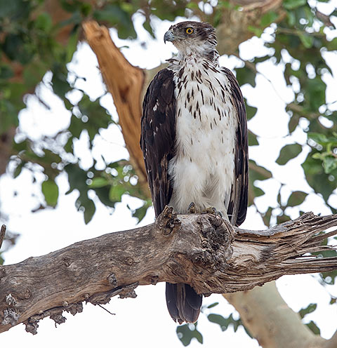 African Hawk Eagle